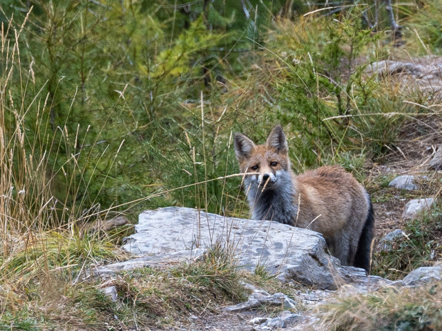 Ein Rotfuchs im Schweizerischen Nationalpark auf Nahrungssuche.